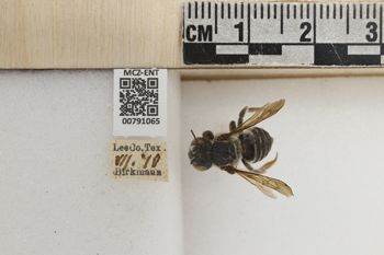 Media type: image;   Entomology 791065 Aspect: Labels